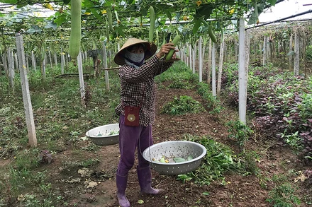 Thu hoạch rau màu tại huyện Phúc Thọ.