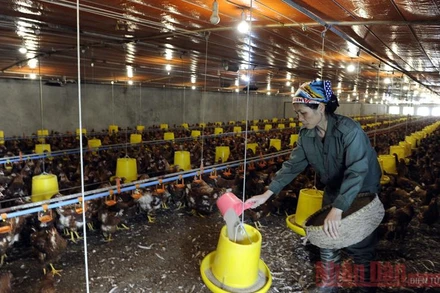 Mô hình chăn nuôi gà tại xã Cấn Hữu, huyện Quốc Oai, Hà Nội. Ảnh: Đăng Anh 