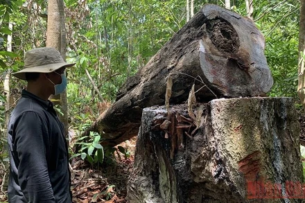 Cây bị đốn hạ trái phép tại rừng phòng hộ xã Phổ Phong, thị xã Đức Phổ. (Ảnh: HIỂN CỪ). 