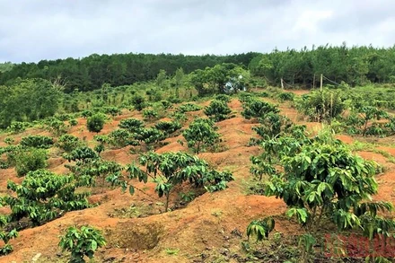 Rừng phòng hộ đầu nguồn Krông Năng bị người dân lấn chiếm trồng cà-phê nhiều năm nay.