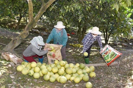 Người dân xã Xuân Vân thu hoạch bưởi Soi Hà.