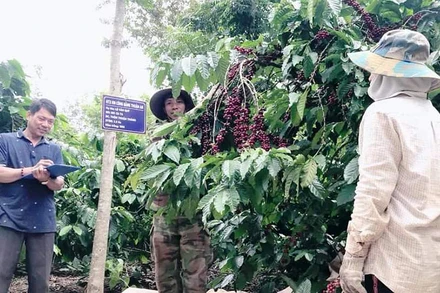 Toàn bộ cà-phê trong vùng sản xuất ứng dụng công nghệ cao tại xã Thuận An được thu hái theo quy trình kỹ thuật riêng, đạt độ chín hơn 85% trở lên.