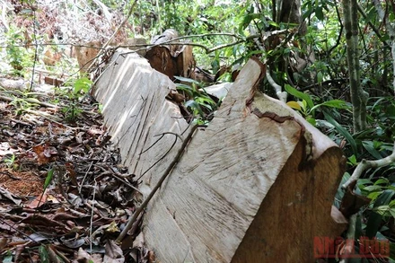 Rừng tự nhiên tại Khu di tích lịch sử Hội trường Mùa Xuân bị chặt phá trái phép. 