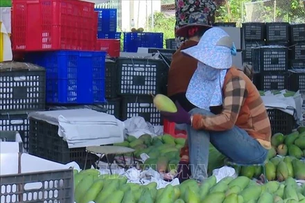 Đóng gói xoài tại HTX nông nghiệp an toàn Chiềng Hặc, huyện Yên Châu, tỉnh Sơn La. Ảnh: TTXVN.