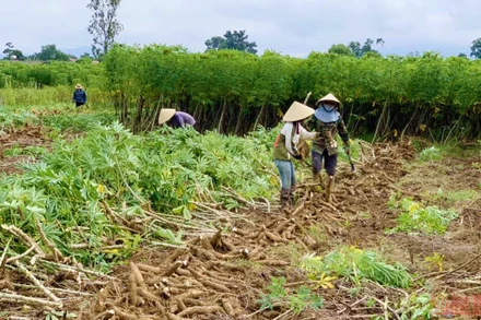 Nông dân huyện Bố Trạch (Quảng Bình) thu hoạch sắn nguyên liệu vùng bị ngập nước