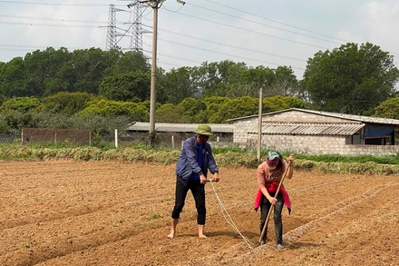 Nông dân tỉnh Hải Dương khôi phục sản xuất sau dịch Covid-19.