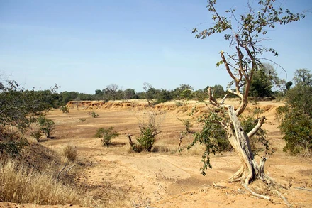 Cần tới 1000 tỷ USD mỗi năm để đẩy lùi và đảo ngược sự mất đa dạng sinh học. (Ảnh: Reuters)