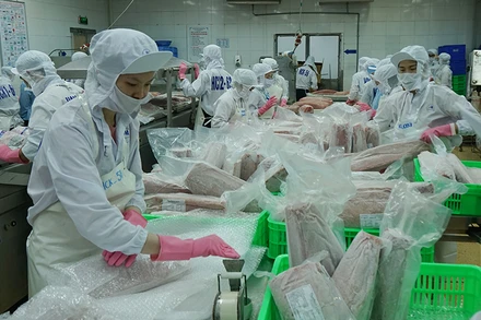 Chế biến cá ngừ xuất khẩu tại Công ty CP Thủy sản Bình Định.