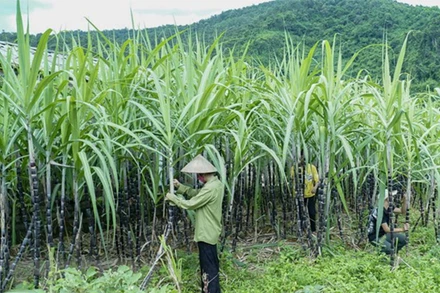 Lượng nhập khẩu gia tăng đột biến là nguyên nhân chính gây thiệt hại cho ngành mía đường trong nước. (Ảnh minh họa: TTXVN)