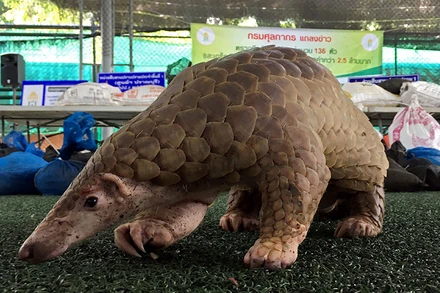 Một con tê tê được hải quan Thái Lan tịch thu từ những kẻ buôn bán động vật hoang dã. Ảnh: Reuters