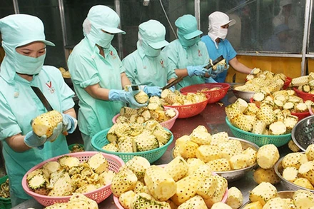 Chế biến nông sản xuất khẩu.