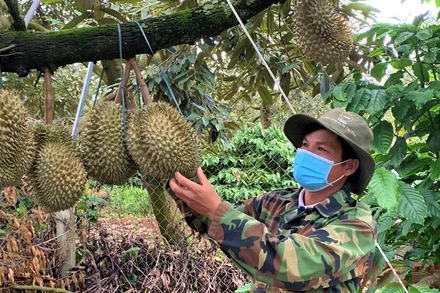 Nông dân huyện Krông Pắc kiểm tra vườn sầu riêng trước khi thu hoạch.