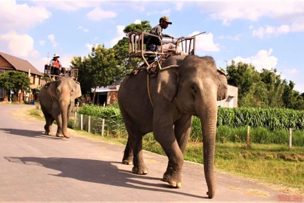 Đàn voi nhà ở huyện Lắk đưa ra rừng chăn thả.