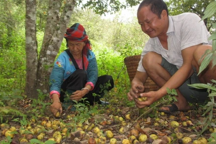 Gia đình anh Sùng Chứ Chao, bản Cổng Chạp nhặt những quả sơn tra mới rụng, với hy vọng sẽ có người đến mua.