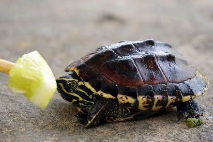 Trào lưu nuôi động vật hoang dã làm thú cưng đang là vấn nạn nhức nhối diễn ra nhiều năm nay. (Ảnh minh họa)