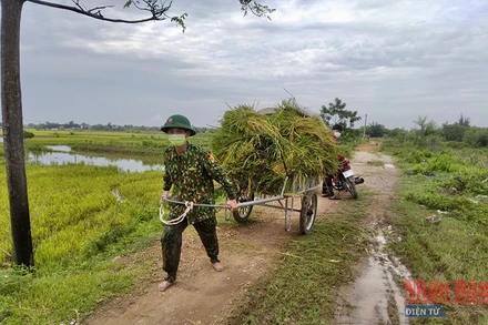 Bộ đội Biên phòng giúp dân tuốt lúa và vận chuyển về từng gia đình.