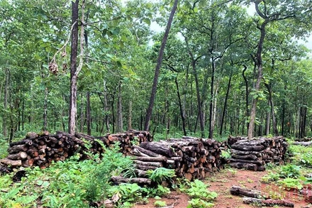 Tại các bãi tập kết này có hàng chục cây gỗ dài, có đường kính từ 20-30cm nằm ngổn ngang nhưng Trung tâm Bảo tồn voi Đắk Lắk không biết số gỗ này từ đâu mà có.