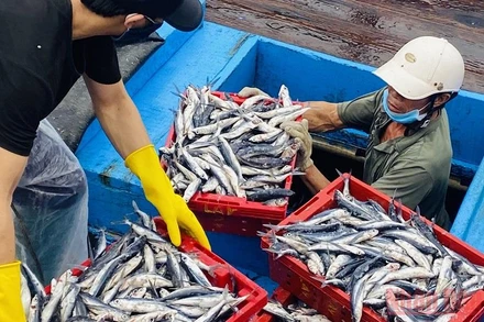 Để giải quyết cho ngư dân, nhiều cảng cá buộc phải cho bốc dỡ hàng trăm tấn hải sản trên các tàu để giảm thiệt hại kinh tế cho tàu khơi xa. 