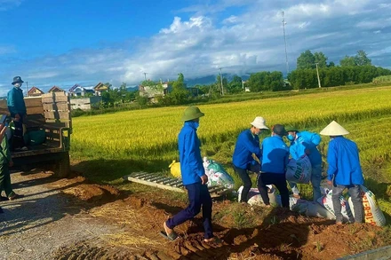 Đoàn viên, thanh niên xã vạn Trạch, huyện Bố Trạch giúp người dân vùng phong tỏa thu hoạch lúa hè thu.