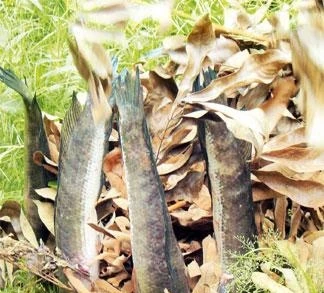 Xiên que nướng cá lóc.