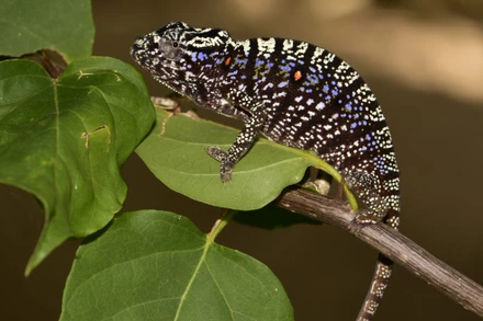 Một cá thể tắc kè hoa cái. Ảnh: Frank Glaw.