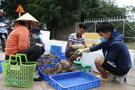 Tôm hùm ở Phú Yên chết hàng loạt, người nuôi thiệt hại lớn