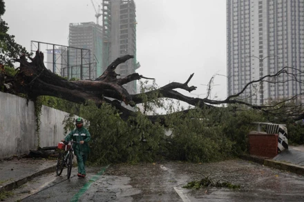 Cây đổ nằm ngổn ngang trên đường phố tại TP Quezon, vùng thủ đô Manila. (Ảnh: Reuters)