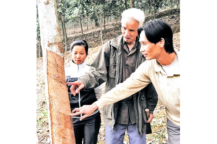 Nông dân tỉnh Lào Cai trồng và chăm sóc rừng. Ảnh: Thanh Hà