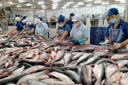 Doanh nghiệp cá tra tìm hướng quay về thị trường nội địa.