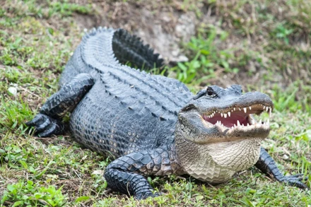 Ảnh: Depositphotos.