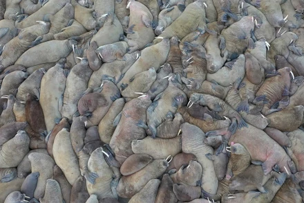 Quần thể hãi mã này được phát hiện trên bờ biển Kara, bán đảo Yama, Nga. Ảnh: Reuters.