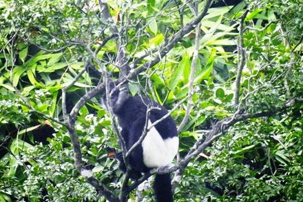 Vọoc mông trắng (quần đùi trắng) tại rừng Kim Bảng, tỉnh Hà Nam.