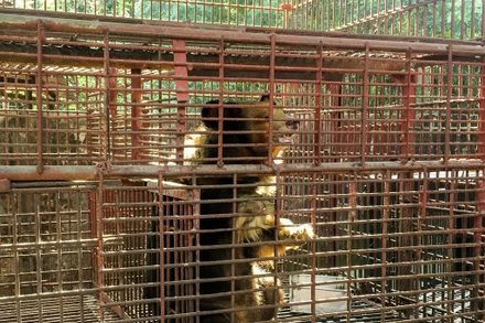 Cá thể gấu đang chờ được cứu hộ.