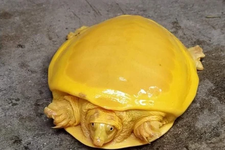 Cá thể rùa vàng mới được phát hiện ở Ấn Độ. 