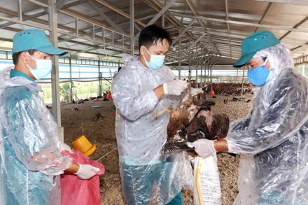 Cơ quan chức năng tiến hành tiêu hủy 12.000 con gà nhiễm H5N1 của hộ ông Đào Văn Đông.