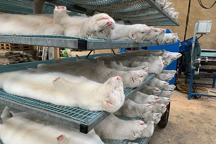 Đan Mạch đã tiêu hủy 17 triệu con chồn vì phát hiện đột biến virus SARS-CoV-2.