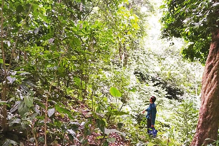 Đi tìm chỗ đặt bẫy chuột lang.