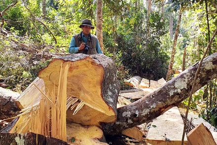 Hiện trường vụ phá rừng trái phép tại tiểu khu 249.