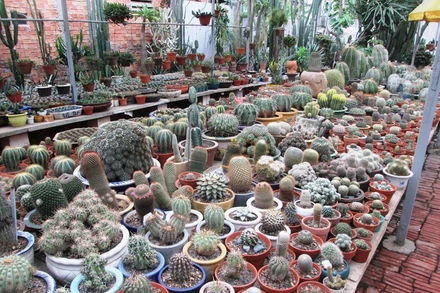 Vườn xương rồng của ông Giác đủ chủng loại.