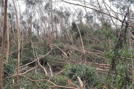  Bão số 9 quét qua khiến người trồng keo ở Quảng Ngãi bị thiệt hại nặng nề. 