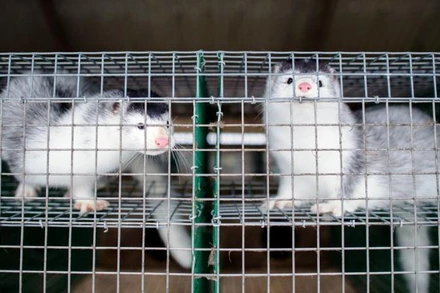 Đan Mạch là quốc gia sản xuất da chồn lớn nhất thế giới. Mỗi năm, có khoảng 15-17 triệu tấm da chồn được sản xuất, chiếm 40% sản lượng thế giới. (Ảnh: Nord News)