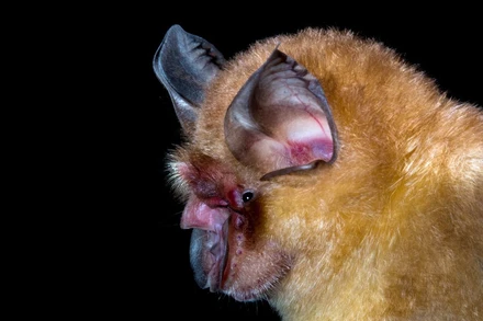 Một loại virus corona liên quan đến SARS-CoV-2 đã được tìm thấy trong những con dơi móng ngựa bị bắt ở Campuchia vào năm 2010. Ảnh: SPL.