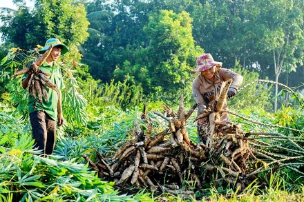 Thu hoạch sắn. (Nguồn: Báo TNO)