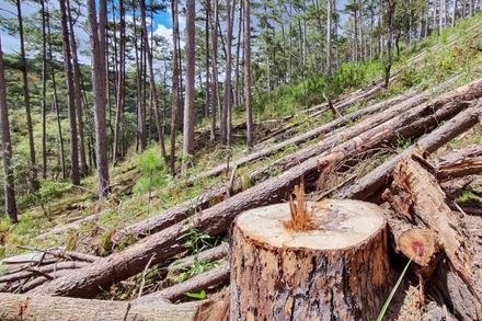 Rừng thông bị tàn phá nằm ngổn ngang giữa rừng