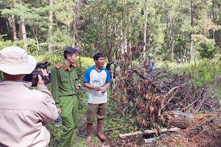 Đưa đối tượng phá rừng vào hiện trường xác định vị trí đã cưa hạ thông