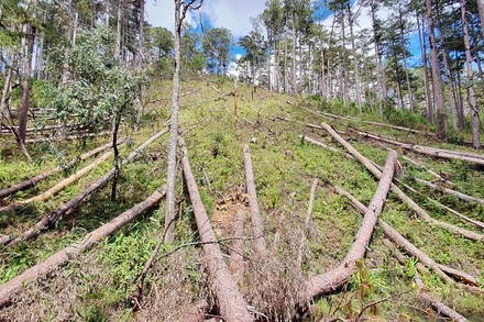 Rừng thông tự nhiên bị tàn phá nằm ngổn ngang giữa rừng.