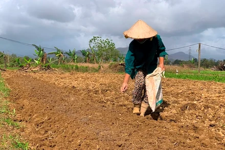 Bón phân cho vụ rau mới.