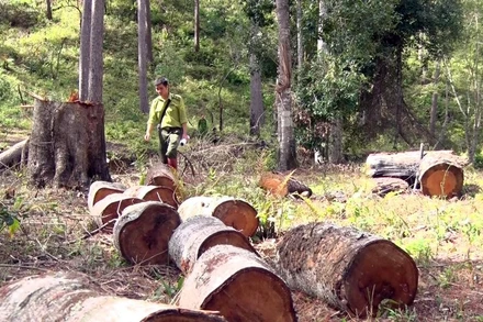 Cây rừng phòng hộ bị cưa hạ cắt thành từng khúc, ngổn ngang giữa rừng phòng hộ.
