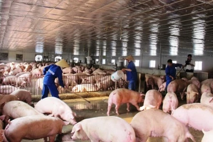 Ngành chăn nuôi đối mặt nhiều khó khăn thách thức trong những tháng cuối năm.