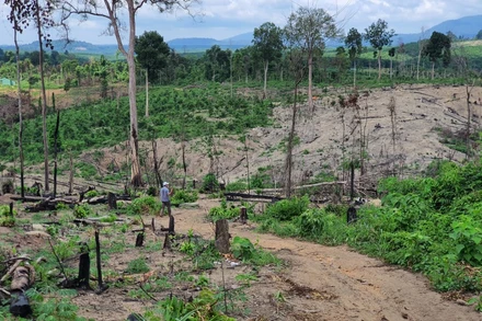 Những quả đồi trọc, trơ trọi cây tại vị trí 17ha đất rừng bị tàn phá.